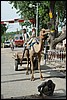 onderweg naar Delhi, India , woensdag 10 augustus 2005