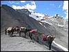 trektocht Sniougoutse La, India , woensdag 3 augustus 2005