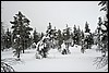 Van Tuiskukuru naar Luirojärvi hut, Finland , zaterdag 28 februari 2015