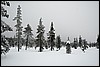 Van Luirojärvi naar  Tuiskukuru hut, Finland , zaterdag 28 februari 2015