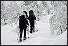 Van Luirojärvi naar  Tuiskukuru hut, Finland , zaterdag 28 februari 2015