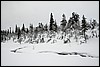 Wandeling nabij Tuiskukuru hut, Finland , zaterdag 28 februari 2015