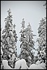 Wandeling nabij Tuiskukuru hut, Finland , zaterdag 28 februari 2015