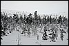 Wandeling nabij Tuiskukuru hut, Finland , zaterdag 28 februari 2015