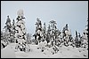 Van Tuiskukuru naar Suomunruoktu hut, Finland , zaterdag 28 februari 2015