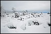 Van Tuiskukuru naar Suomunruoktu hut, Finland , zaterdag 28 februari 2015