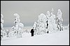 Van Tuiskukuru naar Suomunruoktu hut, Finland , zaterdag 28 februari 2015