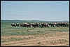 onderweg naar Erdene Khamboo, Mongolië , donderdag 10 juli 2003