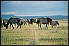 kamp nabij Kharkhira, Mongolië , donderdag 24 juli 2003