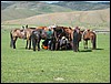 Naadam festival te Karakorum, Mongolië , vrijdag 11 juli 2003