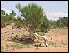 onderweg naar Bayanzag, Mongolië , vrijdag 18 juli 2003