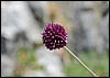 wandeling van Borici naar Perast, Montenegro , woensdag 17 augustus 2016