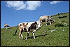 wandeling van Stavna naar Vranjak, Montenegro , donderdag 18 augustus 2016