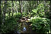 wandeling naar NP Biogradska, Montenegro , donderdag 18 augustus 2016