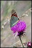 Wandeling van Ulldemolins naar Prades, Spanje , woensdag 30 mei 2012