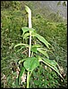 Rwenzori NP, Oeganda , woensdag 25 juli 2007