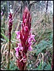 Rwenzori NP, Oeganda , woensdag 25 juli 2007