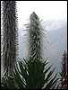 Rwenzori NP, Oeganda , vrijdag 27 juli 2007