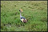kraanvogels, Oeganda , maandag 16 juli 2007