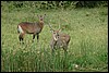 Queen Elizabeth NP, Oeganda , zondag 22 juli 2007