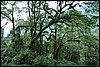 Rwenzori NP, Oeganda , woensdag 25 juli 2007