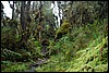 Rwenzori NP, Oeganda , woensdag 25 juli 2007