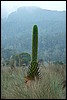 Rwenzori NP, Oeganda , donderdag 26 juli 2007