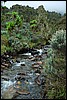 Rwenzori NP, Oeganda , donderdag 26 juli 2007