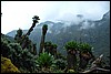 Rwenzori NP, Oeganda , vrijdag 27 juli 2007