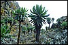 Rwenzori NP, Oeganda , maandag 30 juli 2007