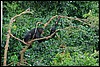 Ngamba Chimps Island,  Oeganda , vrijdag 3 augustus 2007