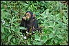 Ngamba Chimps Island,  Oeganda , vrijdag 3 augustus 2007