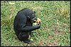 Ngamba Chimps Island,  Oeganda , vrijdag 3 augustus 2007
