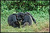 Ngamba Chimps Island,  Oeganda , vrijdag 3 augustus 2007