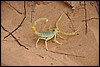 Schorpioen zandduinen Wahiba, Oman , maandag 27 december 2010