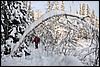 onderweg naar Puikkokamppa, Oulanka NP, Finland , zondag 6 februari 2011