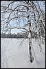 van Puikkokamppa naar Taivalkongas, Oulanka NP, Finland , maandag 7 februari 2011