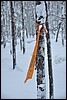 van Taivalkongas naar Ansakamppa, Oulanka NP, Finland , dinsdag 8 februari 2011