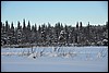 wandeling omgeving Ansakamppa, Oulanka NP, Finland , woensdag 9 februari 2011