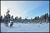 wandeling omgeving Ansakamppa, Oulanka NP, Finland , woensdag 9 februari 2011