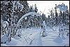 wandeling omgeving Ansakamppa, Oulanka NP, Finland , woensdag 9 februari 2011