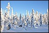 van Jussinkamppa naar Siilastupa, Oulanka NP, Finland , donderdag 10 februari 2011