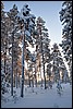 van Jussinkamppa naar Siilastupa, Oulanka NP, Finland , donderdag 10 februari 2011