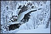 van Jussinkamppa naar Siilastupa, Oulanka NP, Finland , donderdag 10 februari 2011