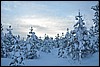 van Siilastupa naar Porontimajoki, Oulanka NP, Finland , vrijdag 11 februari 2011