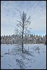 van Siilastupa naar Porontimajoki, Oulanka NP, Finland , vrijdag 11 februari 2011