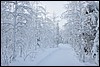 van Siilastupa naar Porontimajoki, Oulanka NP, Finland , vrijdag 11 februari 2011