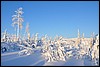 van Porontimajoki naar Ruka, Oulanka NP, Finland , zaterdag 12 februari 2011