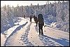 van Porontimajoki naar Ruka, Oulanka NP, Finland , zaterdag 12 februari 2011