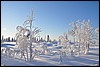 van Porontimajoki naar Ruka, Oulanka NP, Finland , zaterdag 12 februari 2011